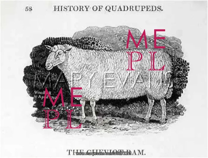  : Cheviot Ram breed of sheep