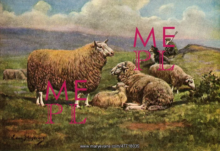: Cheviot Sheep : Cheviot Sheep