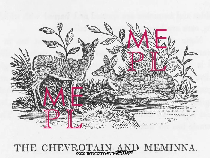 : CHEVROTAIN (BEWICK) : CHEVROTAIN (BEWICK)