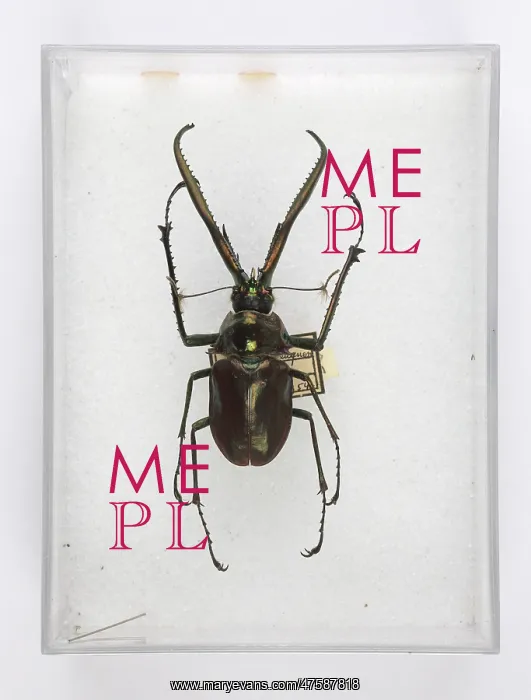 : Chiasognathus grantii Stephens, stag beetle : Chiasognathus grantii Stephens, stag beetle