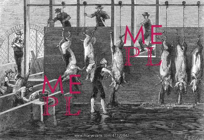  : CHICAGO BUTCHERY