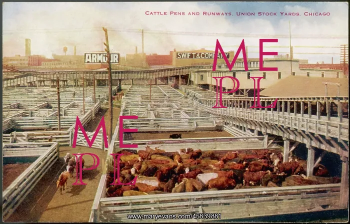 : CHICAGO STOCKYARDS : CHICAGO STOCKYARDS
