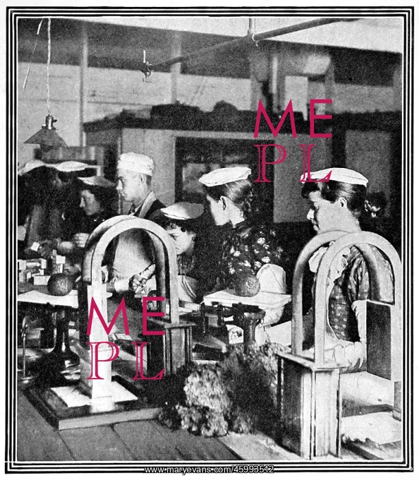 : The Chicago Tinned Meat Scandal : The Chicago Tinned Meat Scandal