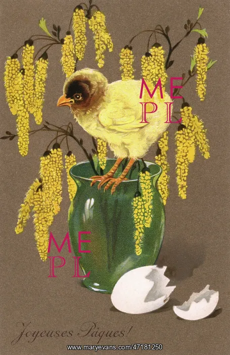  : Chick and Blossom
