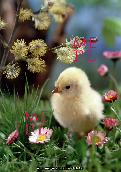  : Chick with common daisies and pussy willow