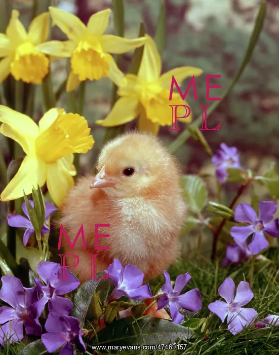 : Chick with Daffodils and Periwinkle : Chick with Daffodils and Periwinkle