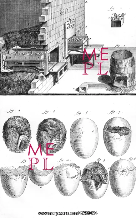 : CHICK IN EGG / 18TH C : CHICK IN EGG / 18TH C