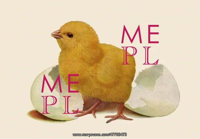  : Chick and Egg Shell