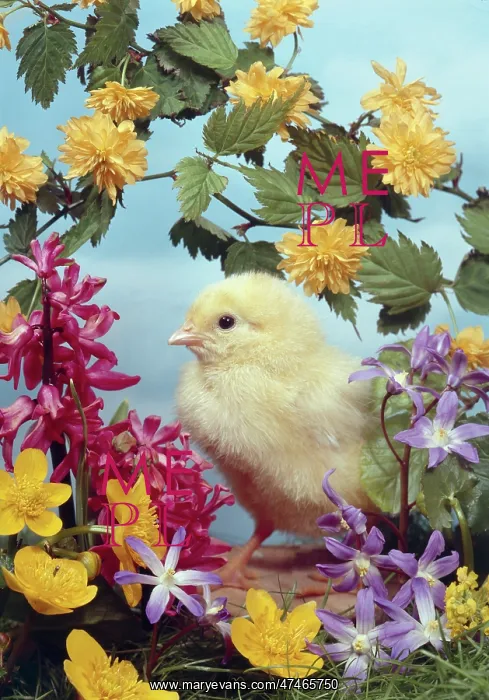 : Chick and Flowers : Chick and Flowers