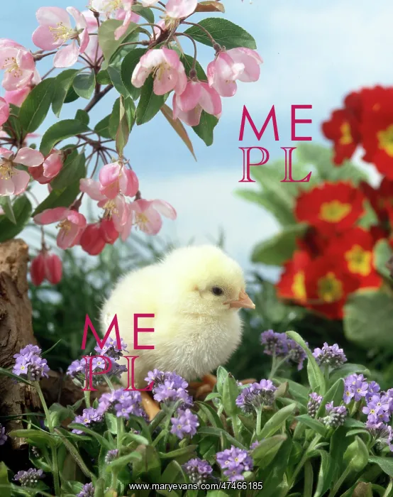  : Chick with Flowers and Blossom
