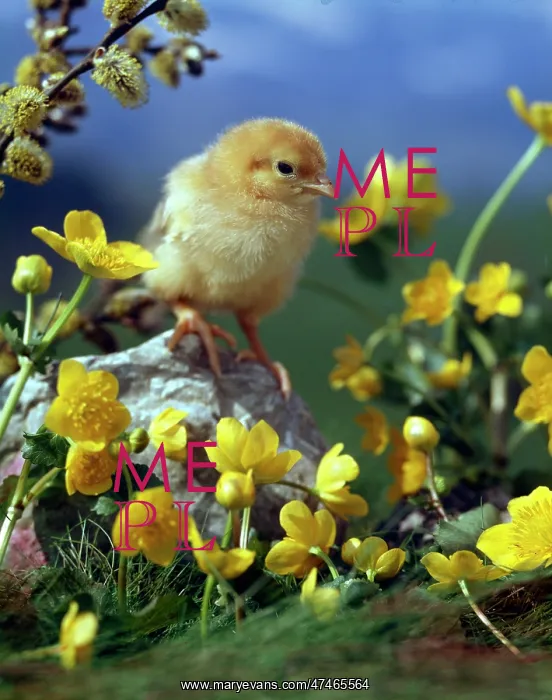  : Chick with Kingcups and Pussy Willow