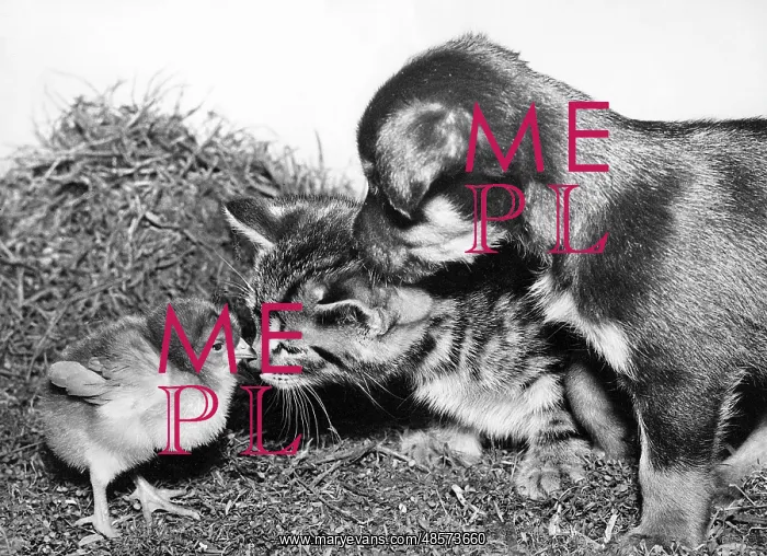  : Chick, Kitten and Pup