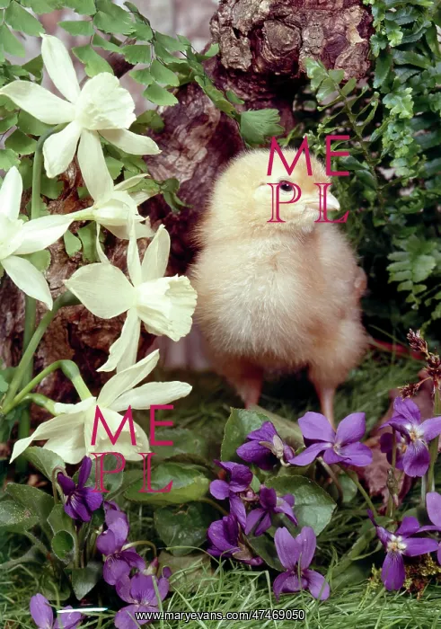  : Chick, Narcissi and Violets