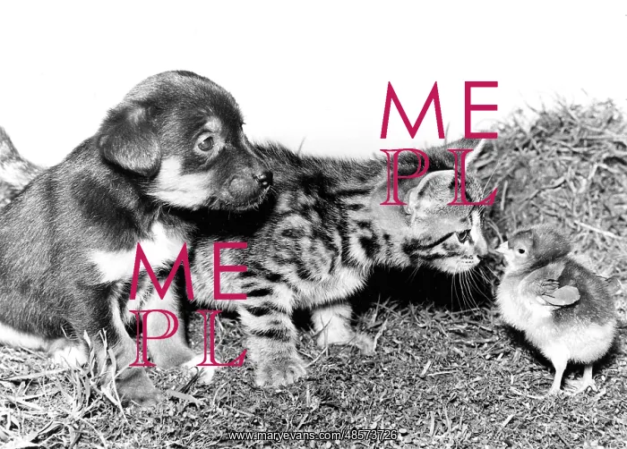  : Chick, Pup and Kitten