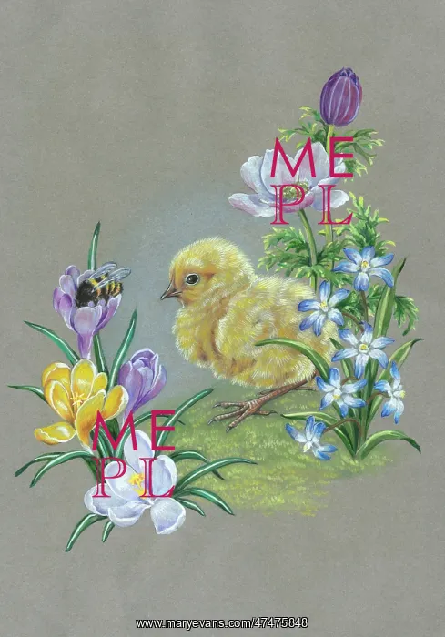 : Chick with with bee in a crocus : Chick with with bee in a crocus