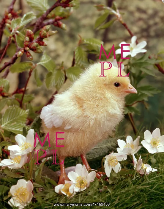  : Chick with Wood Anemones