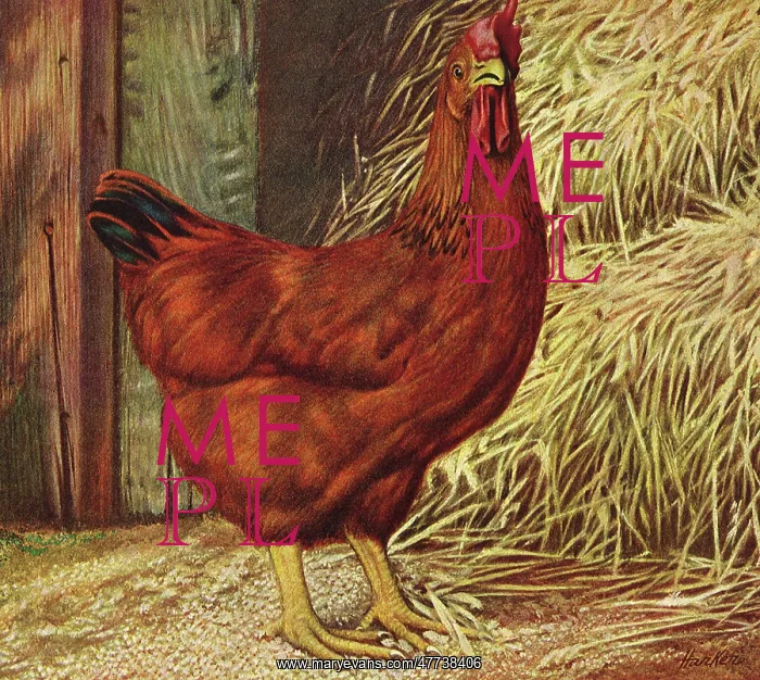  : Chicken in Barn