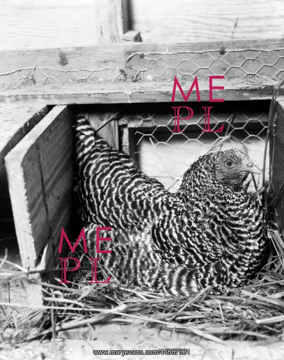 : Chicken Coop