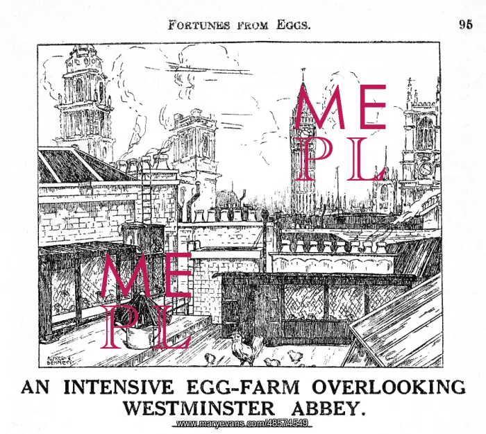 : Chicken farm, central London : Chicken farm, central London