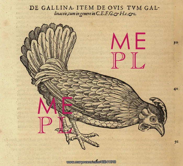 : Chicken or hen, Gallus domestica : Chicken or hen, Gallus domestica