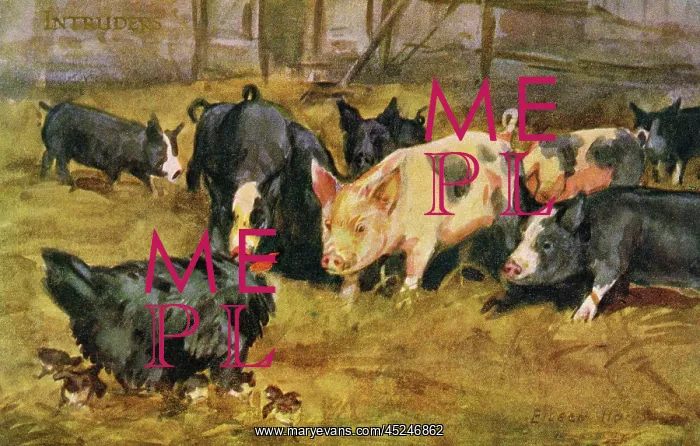 : Chicken & pigs : Chicken & pigs
