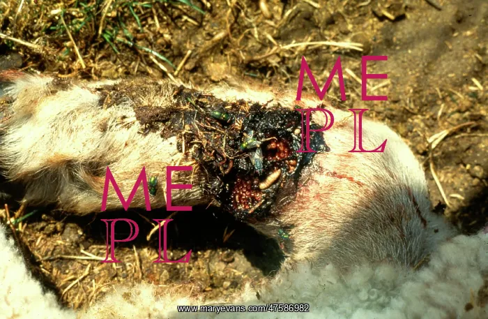 : Chicken with screwworm infestation : Chicken with screwworm infestation