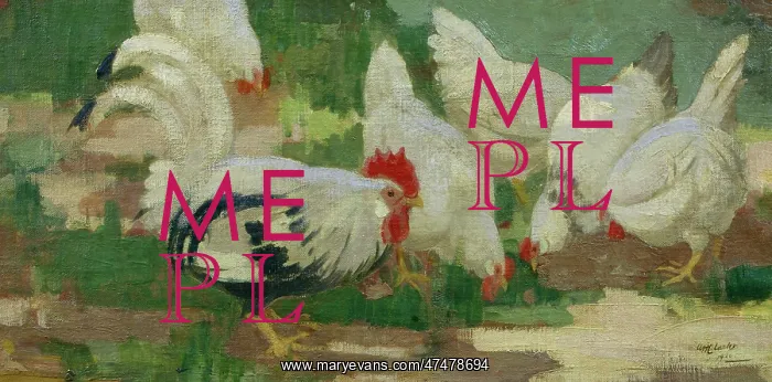 : Chickens - five white hens with a cockerel : Chickens - five white hens with a cockerel