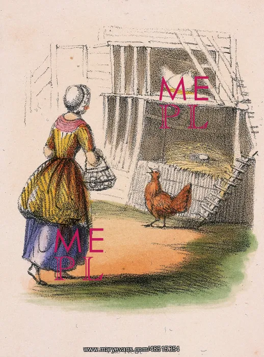 : Chickens. Collecting eggs from nest. From Graphic : Chickens. Collecting eggs from nest. From Graphic