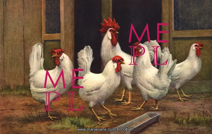  : Chickens by Hen House
