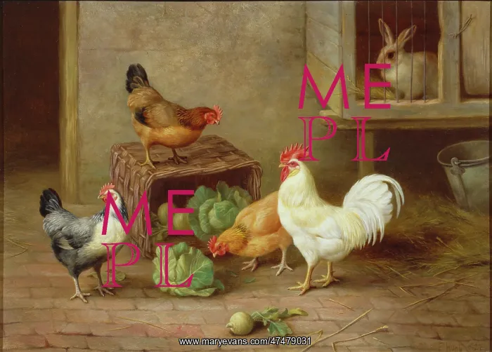 : Chickens, Vegetables and rabbit in a hutch : Chickens, Vegetables and rabbit in a hutch