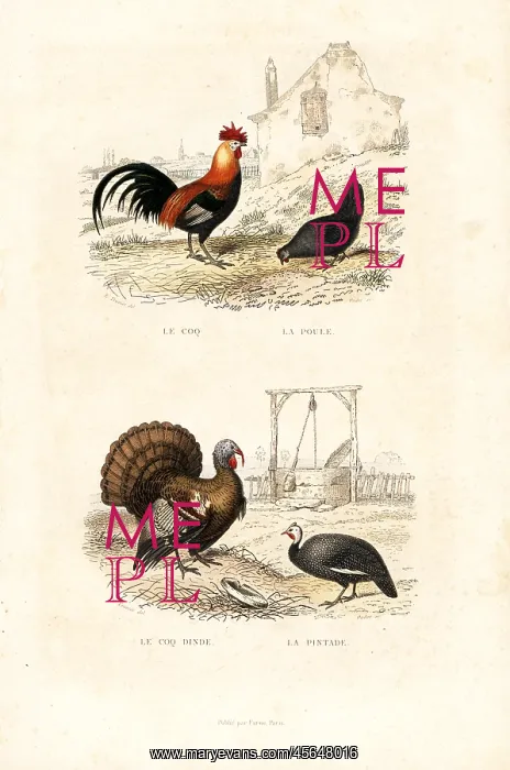 : Chickens, wild turkey and guineafowl : Chickens, wild turkey and guineafowl