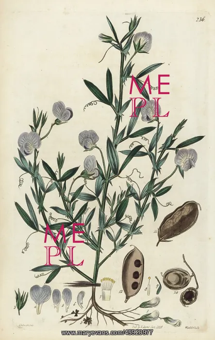 : Chickling pea, subterranean lathyrus or earth-pea : Chickling pea, subterranean lathyrus or earth-pea