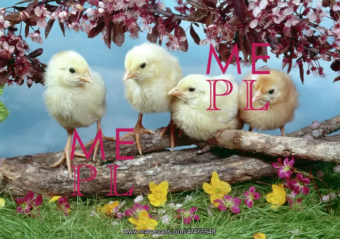  : Four Chicks with Blossom