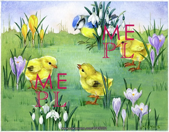 : Chicks and blue tit with crocuses and snowdrops : Chicks and blue tit with crocuses and snowdrops