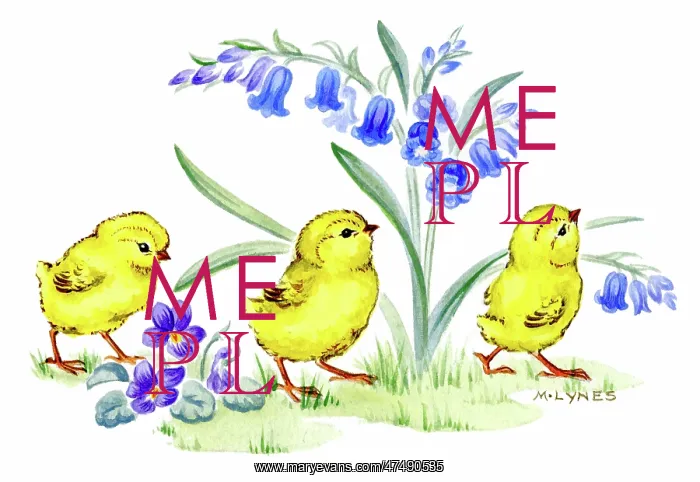 : Three chicks with bluebells and violets