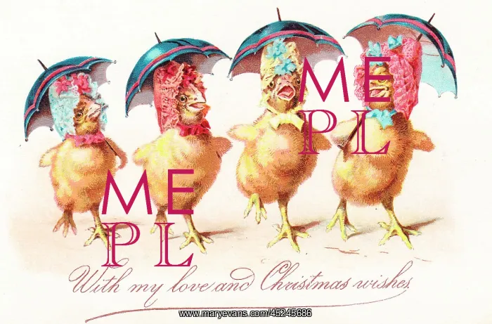: Four chicks in bonnets on a Christmas card : Four chicks in bonnets on a Christmas card