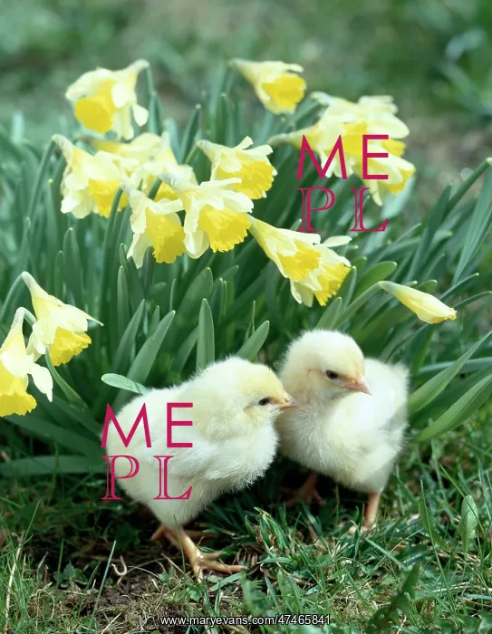 : Two Chicks and Daffodils