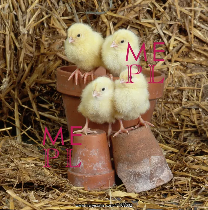 : Four Chicks on Flowerpots : Four Chicks on Flowerpots