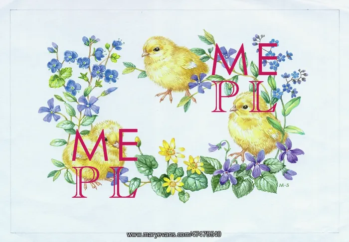 : Three Chicks with Forget-me-not, Violets etc : Three Chicks with Forget-me-not, Violets etc