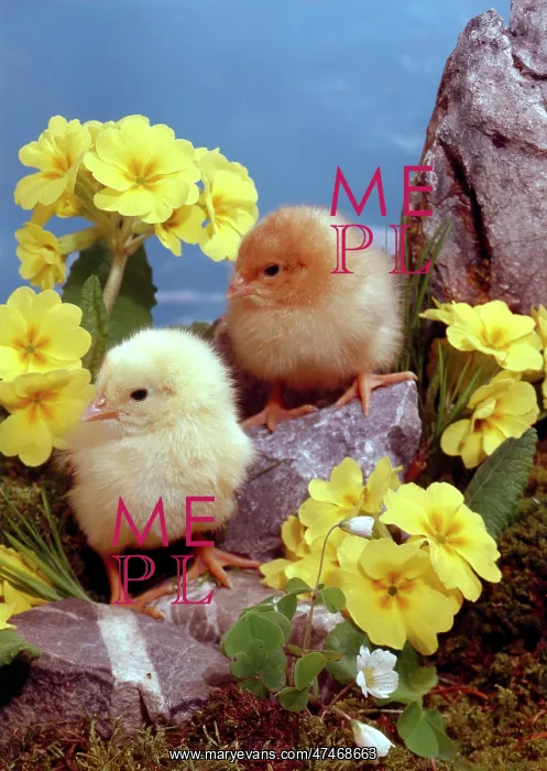 : Chicks and Polyanthus : Chicks and Polyanthus
