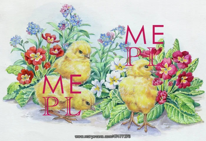  : Chicks with Polyanthus and Forget-me-nots