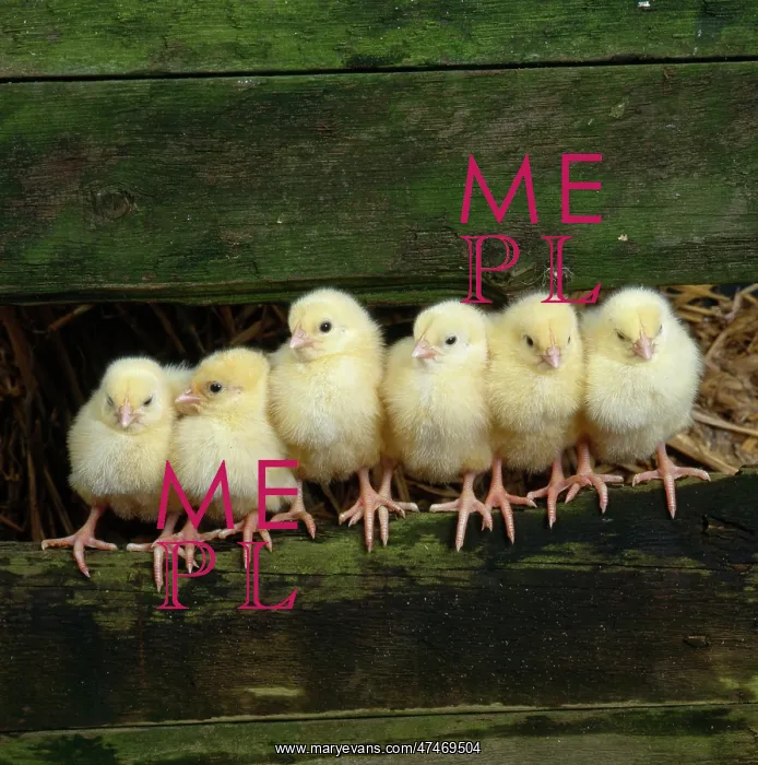  : Six Chicks in a Row