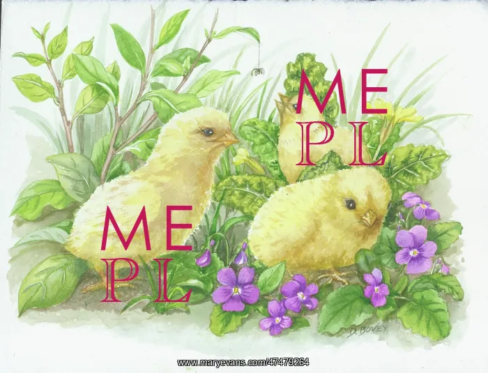  : Chicks and Violets