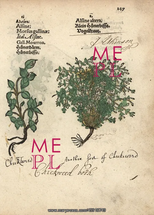 : Chickweed varieties, Stellaria media : Chickweed varieties, Stellaria media