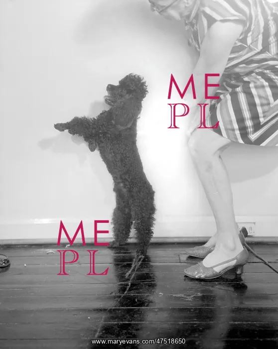  : Chico (Dog)