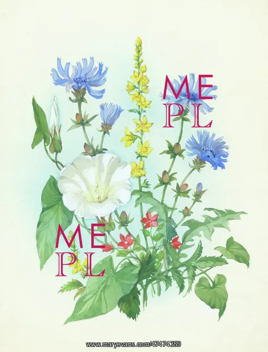  : Chicory, convolvulus, etc