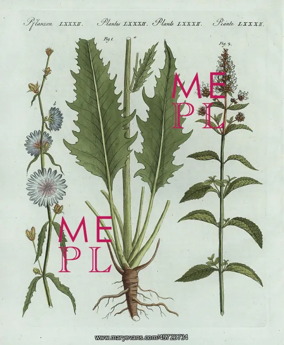 : Chicory and peppermint : Chicory and peppermint