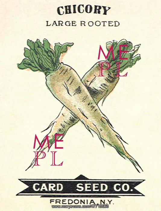  : Chicory Seed Packet