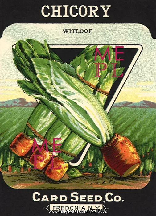  : Chicory Seed Packet