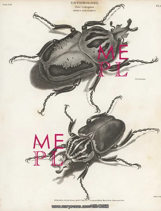 : Chief goliath and goliath beetle : Chief goliath and goliath beetle